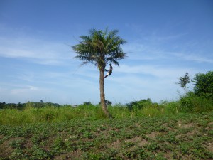 The 24 Town Lots is mostly 'bush'. The chap tapping the tree for palm wine makes his living from selling the 'grog'. He has 2 children at OAKS school.